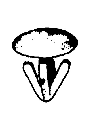 BOTTONI BLU PER FISSAGGIO TARGA AL PORTATARGA